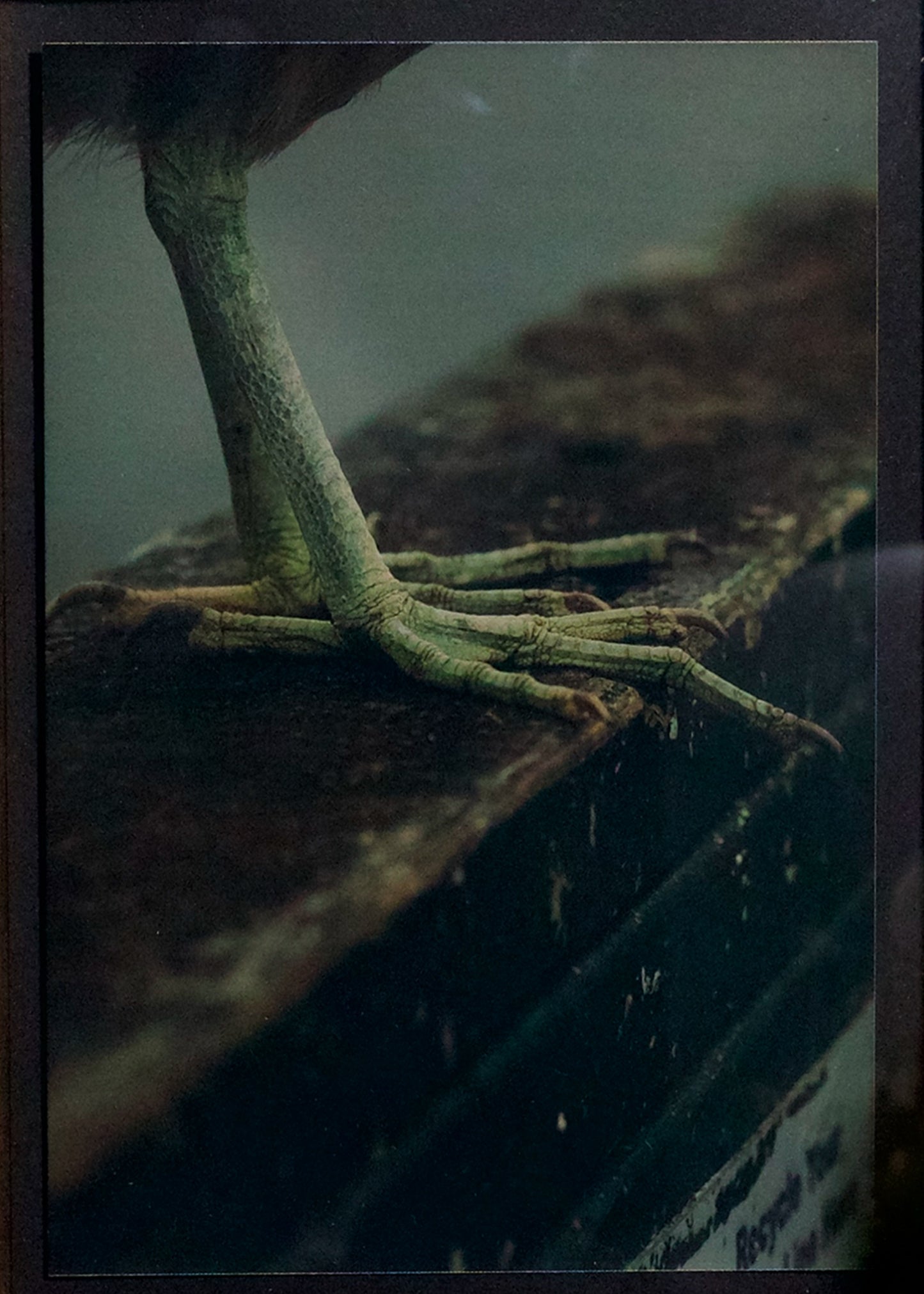You’re Green! | Frida Lucia